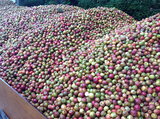 Mélange de variétés anciennes de pomme à cidre