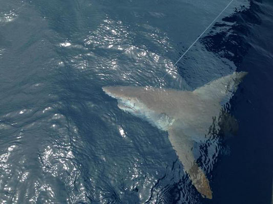 Sand Bar Shark