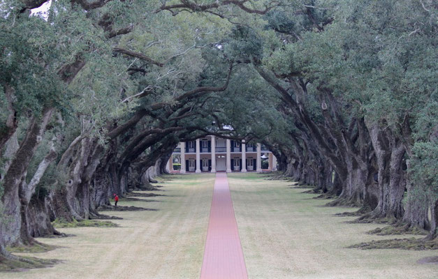 *OAK ALLEY PLANTATION* - DIE EICHEN WURDEN VOR 1718 GEPFLANZT - 28 STÜCK AUF EINE LÄNGE VON 400 METERN