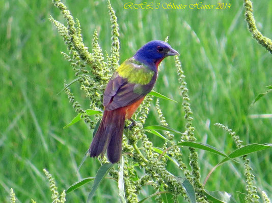 PAINTED BUNTING MALE