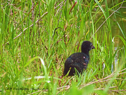 A PURPLE GALLINULE BABY LOOK LIKE CUTE LITTLE FUR BALLS RUNNING THROUGH THE GRASS!