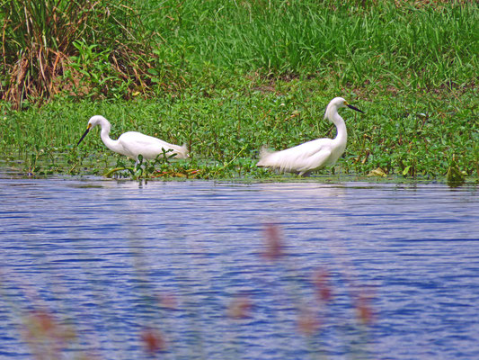 Snowy Egret