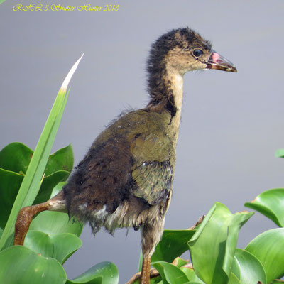 BABY PIED-BILLED GREBE