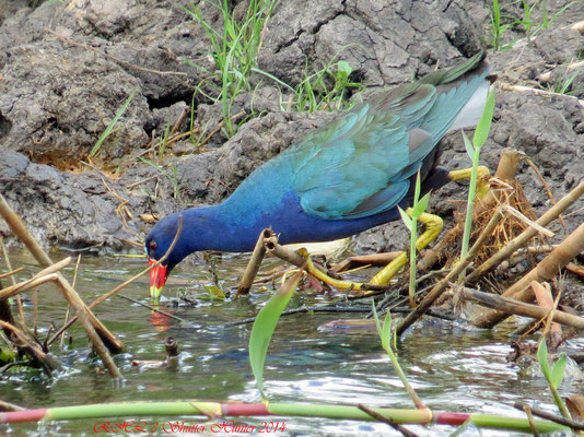 PURPLE GALLINULE