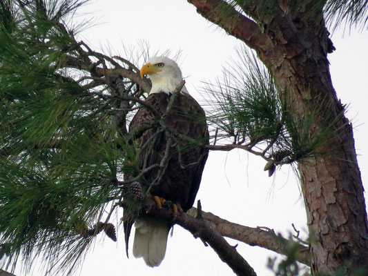 Bald Eagle