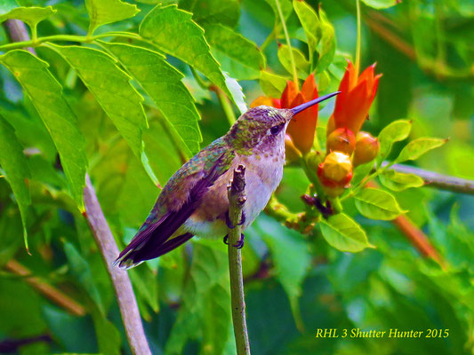 A Female Ruby-throated Hummingbird