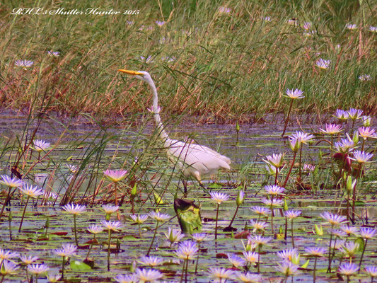 A GREAT EGRET WADING IN THE LOTUS LILLYS