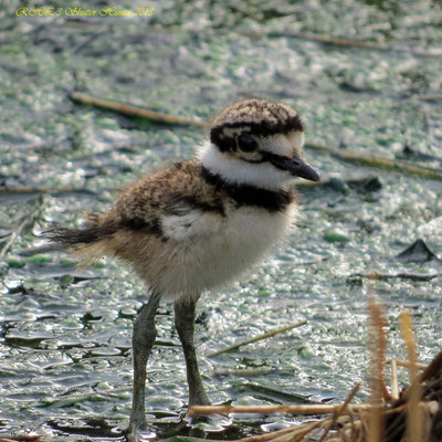 BABY KILLDEER