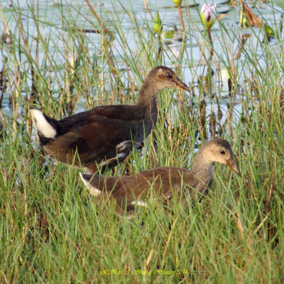 CLAPPER RAILS (MARSH HENS)