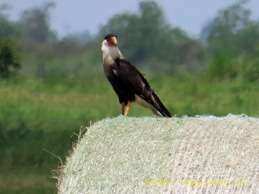 CRESTED CARACARA ALWAYS SHOW UP WHEN I AM BALING HAY