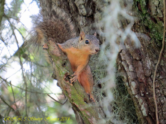 RED FOX SQUIRREL