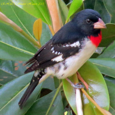 ROSE-BREASTED GROSBEAK