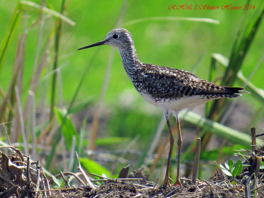 WILLET