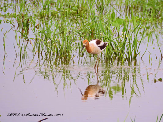 American Avocet