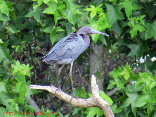 LITTLE BLUE HERON