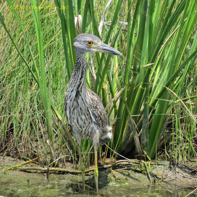 IMMATURE YELLOW-CROWNED NIGHT-HERON