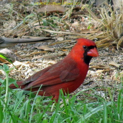 NORTHERN CARDINAL