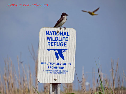 EASTERN KINGBIRD ENTERING UNAUTHORIZED AREA OF U.S. FISH AND WILDLIFE THAT USE TO BE PART OF OUR ORIGINAL RANCH