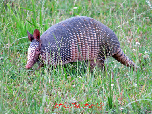 NINE BANDED ARMADILLO