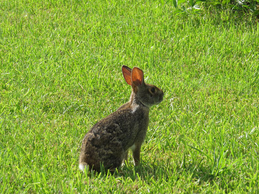 COTTONTAIL RABBBIT