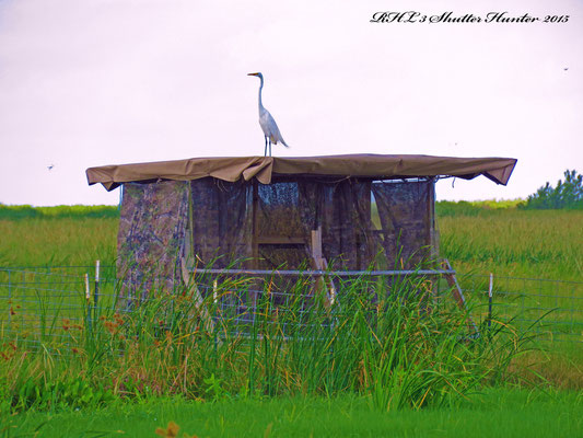 Check out one of our newest blinds, the birds like hanging out there!