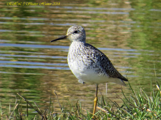 LESSER YELLOWLEGS