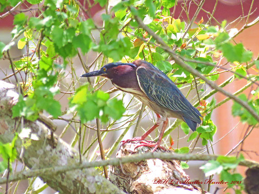 A GREEN HERON CROUCHES IN THE BRANCHES GETTING READY FOR ITS' NEXT FAST FOOD MEAL!