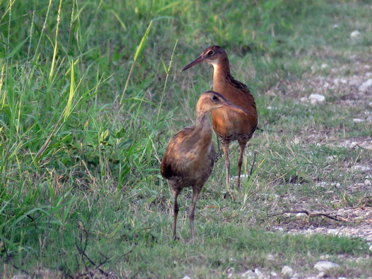 A  Pair of King Rails