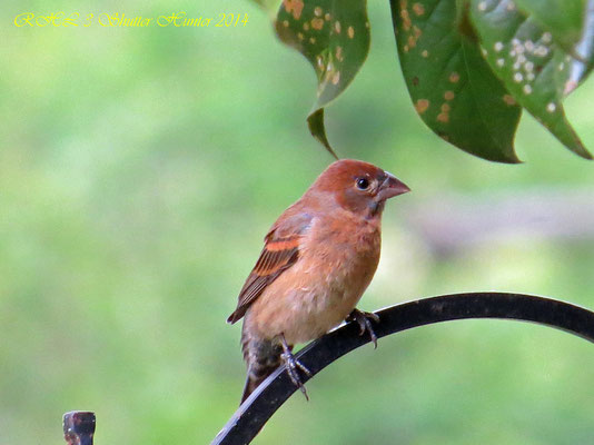 MALE PURPLE FINCH