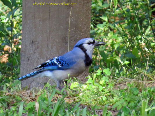 BLUE JAY