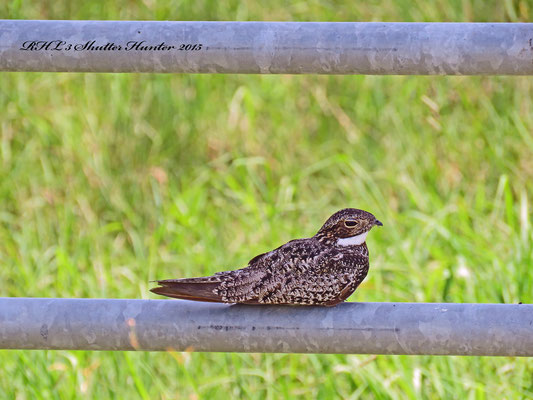 A CLEVER COMMON NIGHTHAWK USING THE SHADE OF A GATE TO COOL OFF!