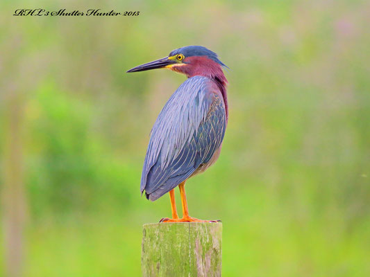 Immature Green Heron