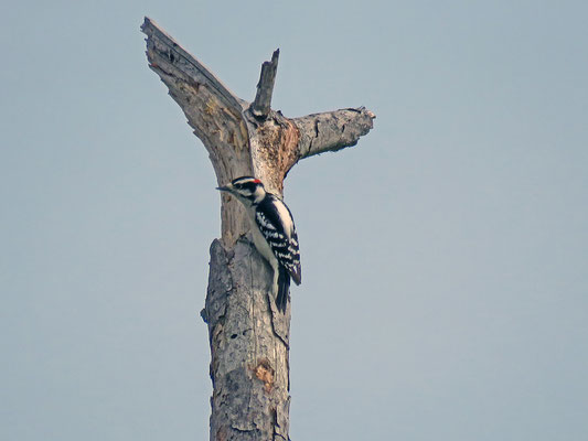 Downy Woodpecker