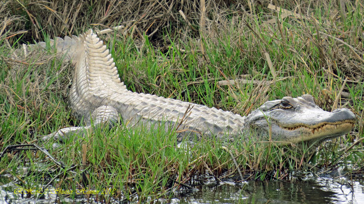A CREAMY WHITE ALLIGATOR SUNNING ON AN ESTUARY BANK AT THE MARSH