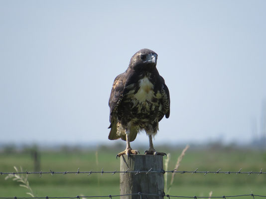 SWAINSON'S HAWK