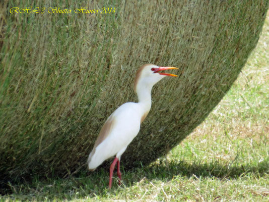 CATTLE EGRET ENJOYING THE SHADE OF ONE OF OUR ROUND JIGGS HAY BALES ON A HOT SUMMER DAY!