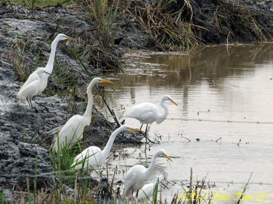 A GROUP OF GREAT EGRETS 