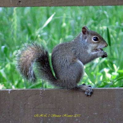 GREY SQUIRREL