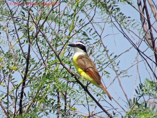 GREAT KISKADEE