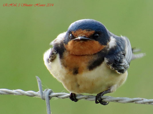 BARN SWALLOW