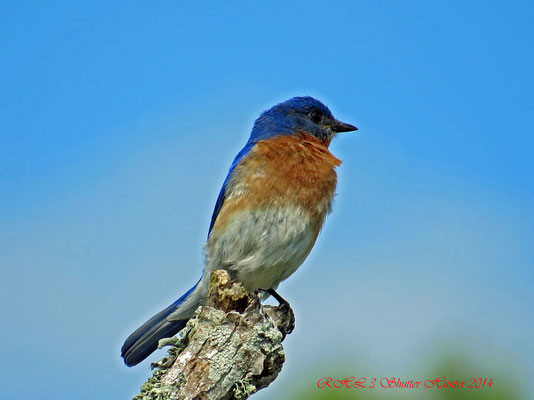 EASTERN BLUEBIRD