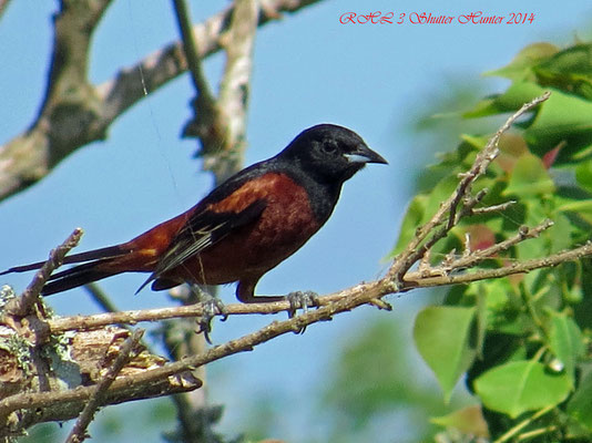 ORCHARD ORIOLE