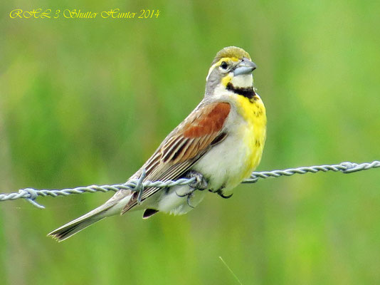 DICKCISSEL