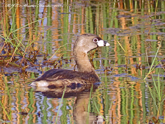 Pied-billed Grebe