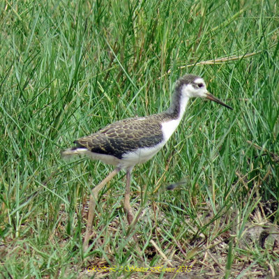 BLACK-NECKED STILT