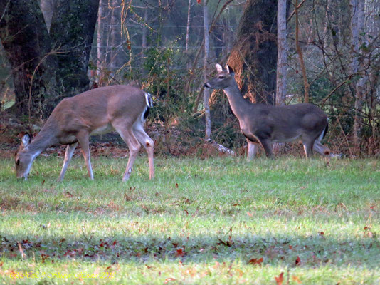 WHITE TAILED DEER