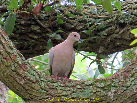 EURASIAN COLLARED-DOVE (RING-NECK DOVE)