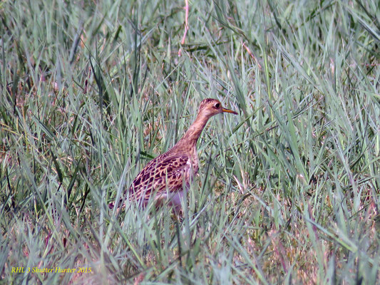 Upland Sandpiper