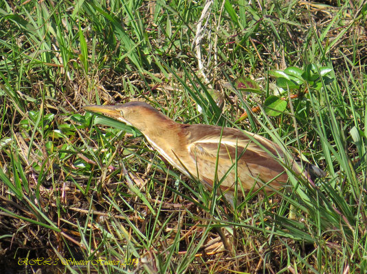 AMERICAN BITTERN