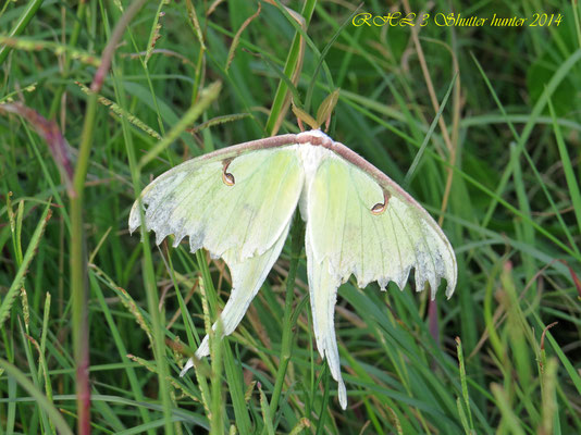 ALL TYPES OF SPECTACULAR INSECTS LIKE THIS LUNAR MOTH